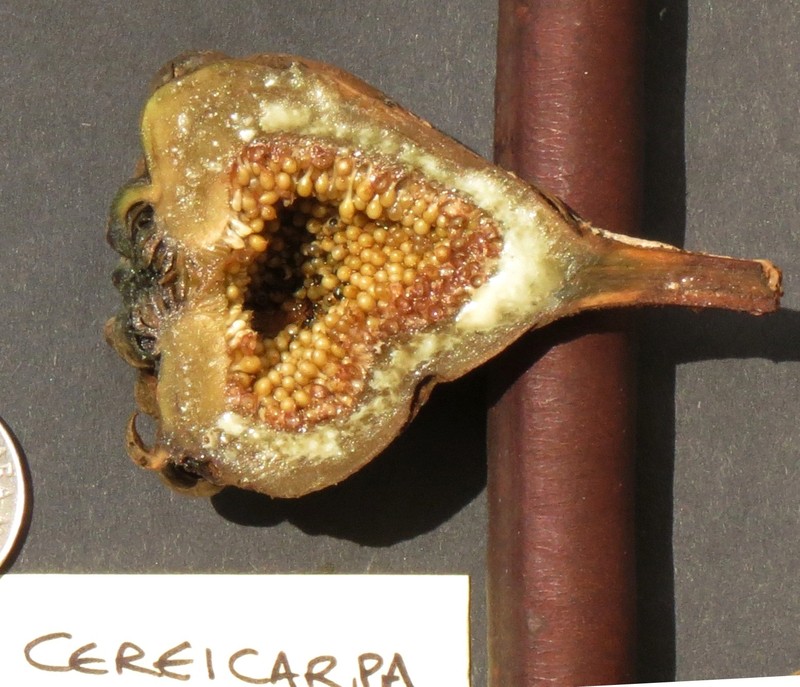 Ficus cereicarpa photo 6