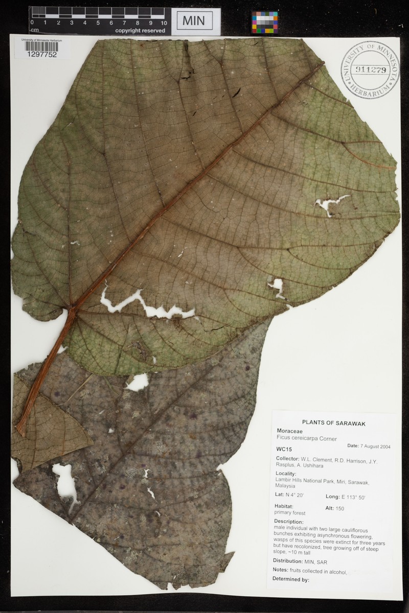 Ficus cereicarpa photo 7