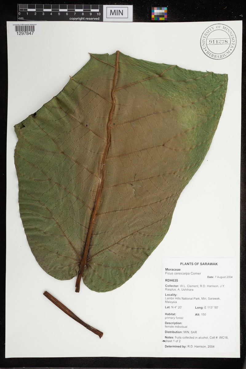 Ficus cereicarpa photo 8