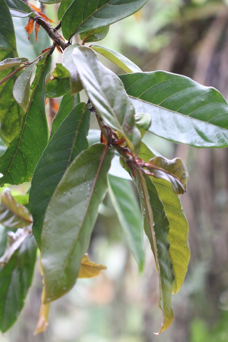 Ficus cervantesiana photo 2