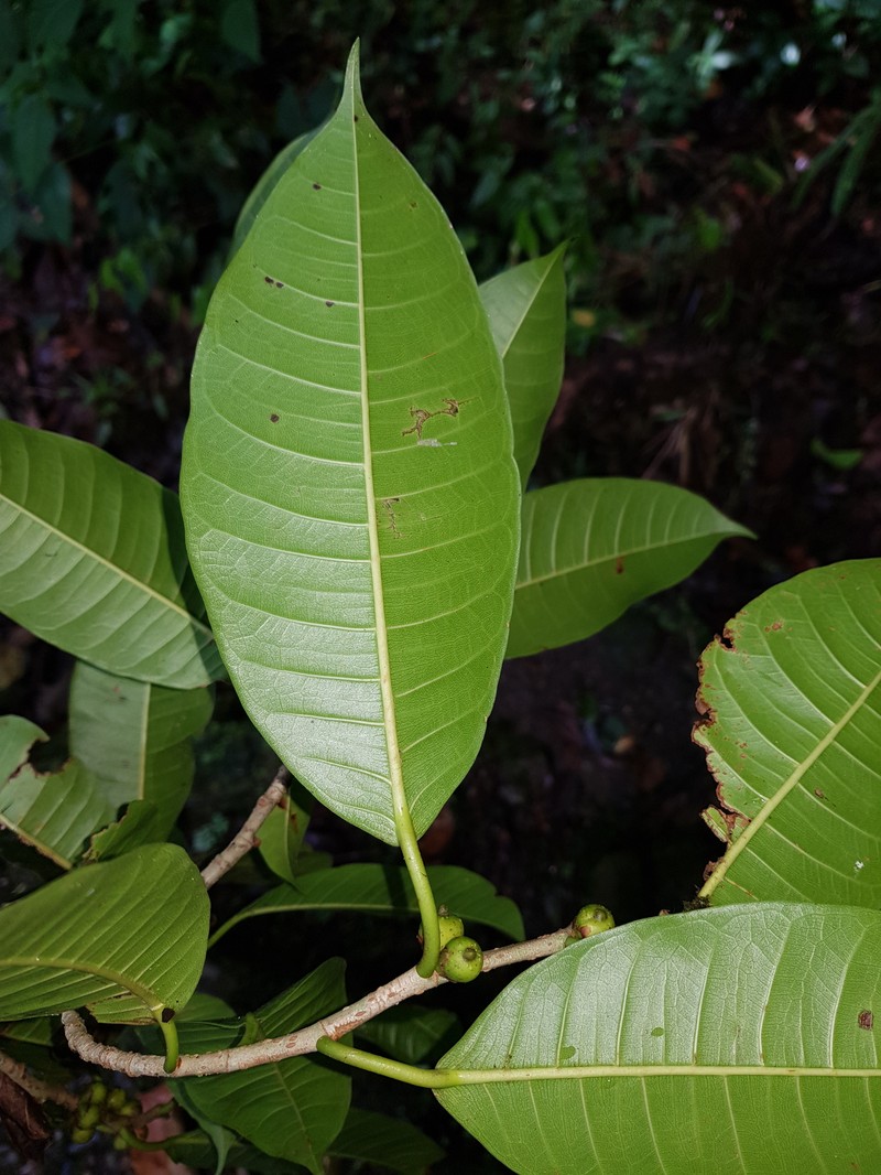 Ficus cervantesiana photo 3