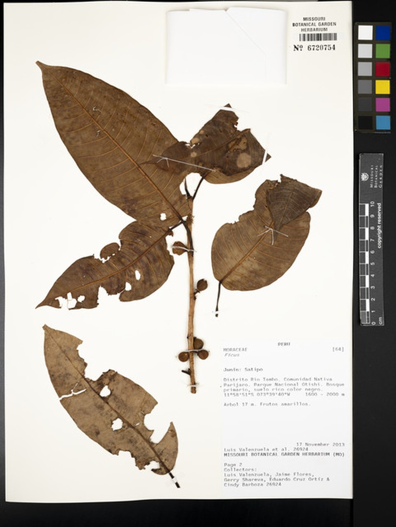 Ficus cervantesiana photo 4