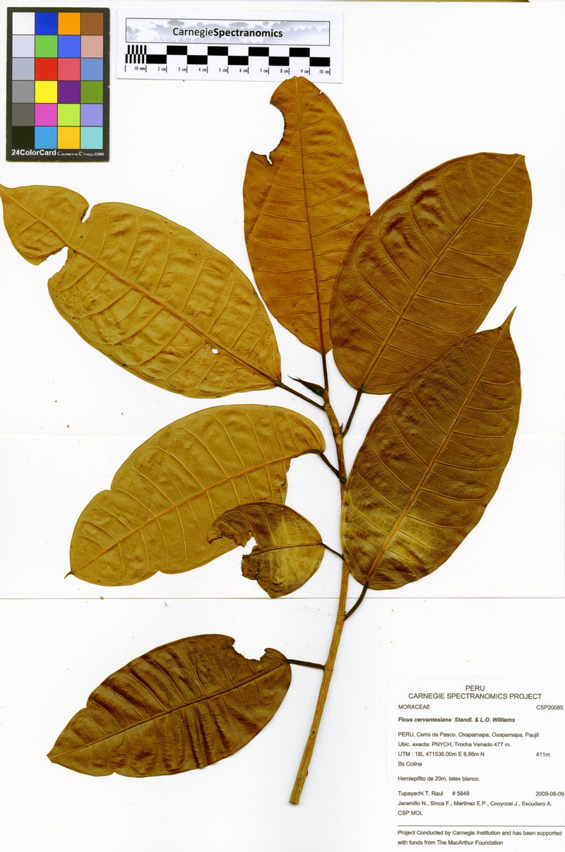 Ficus cervantesiana photo 5