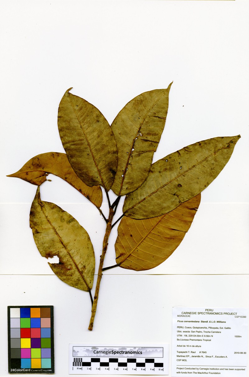 Ficus cervantesiana photo 6