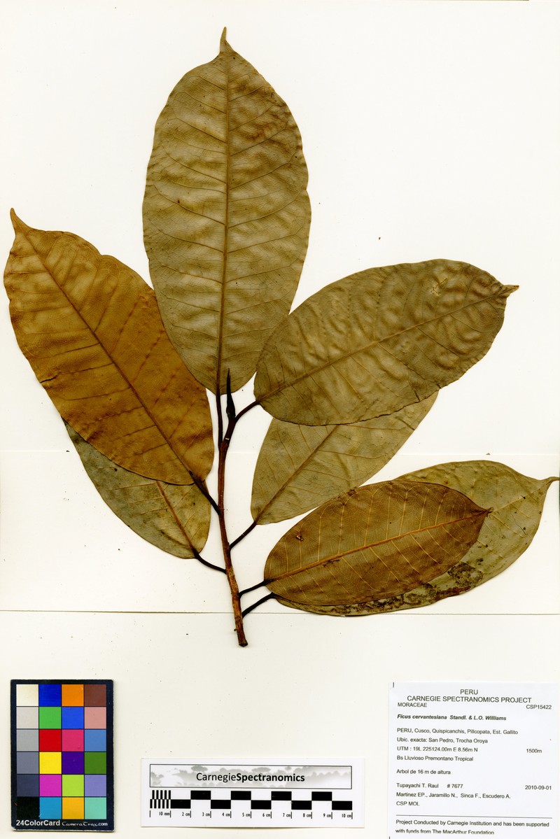 Ficus cervantesiana photo 7