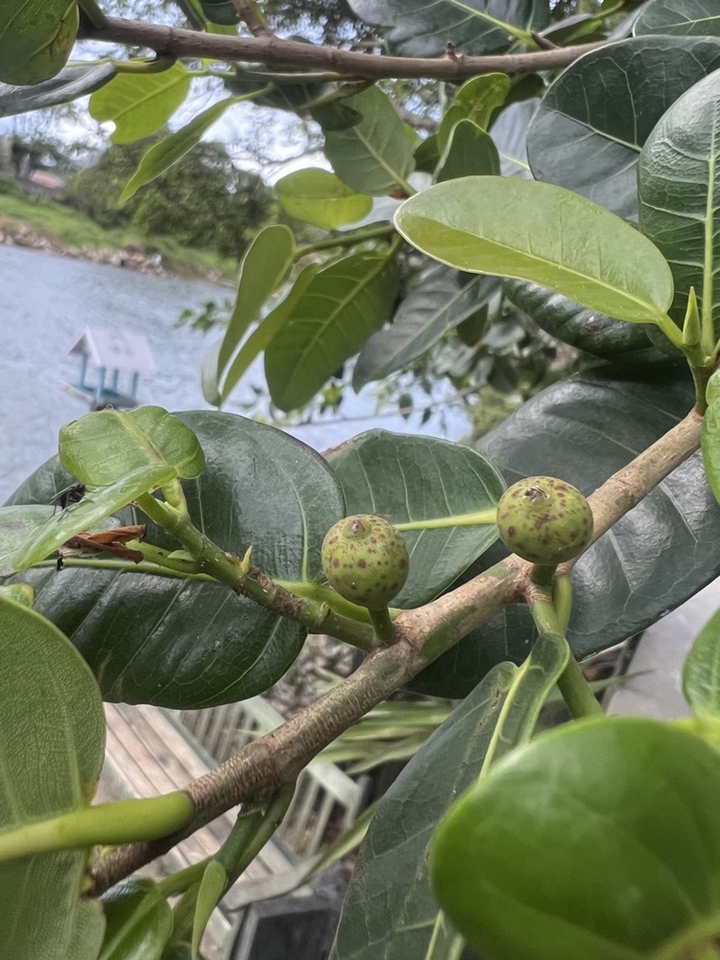 Ficus cestrifolia photo 2