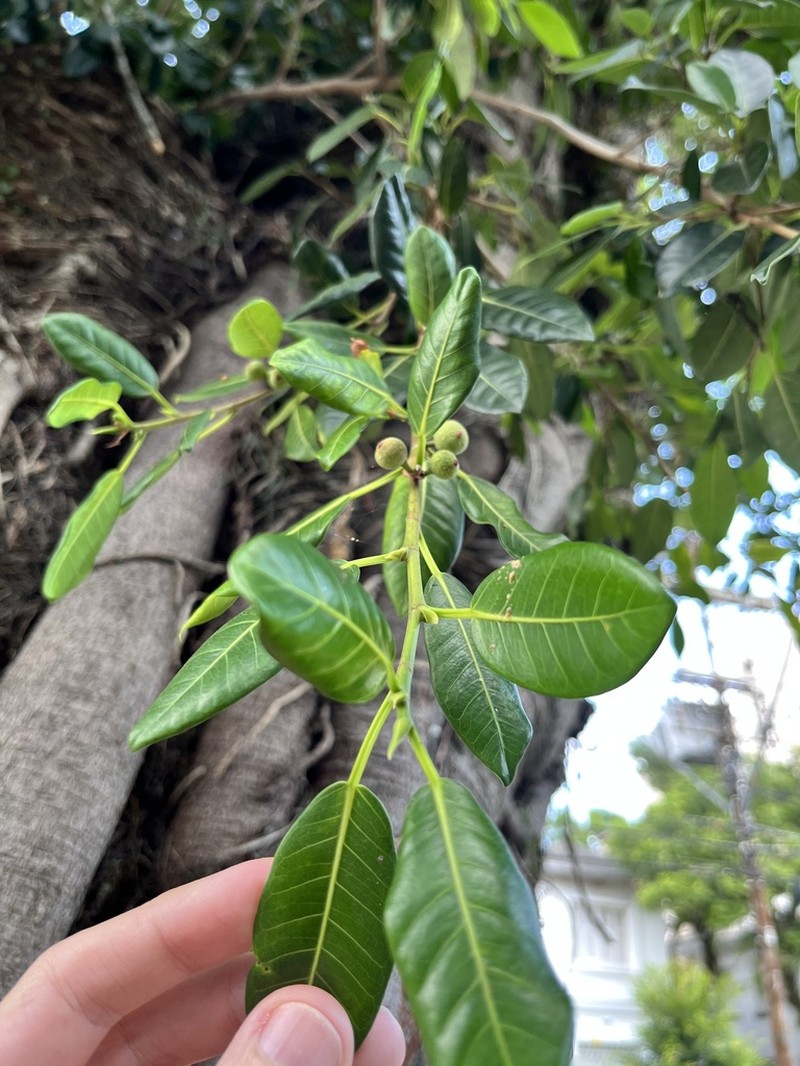Ficus cestrifolia photo 3