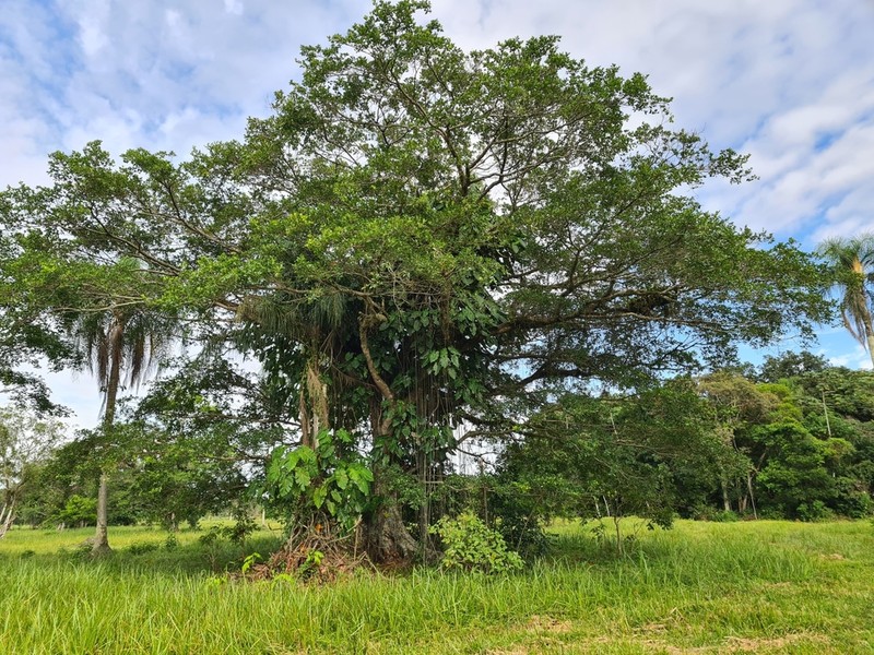 Ficus cestrifolia photo 4