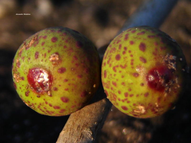 Ficus cestrifolia photo 5