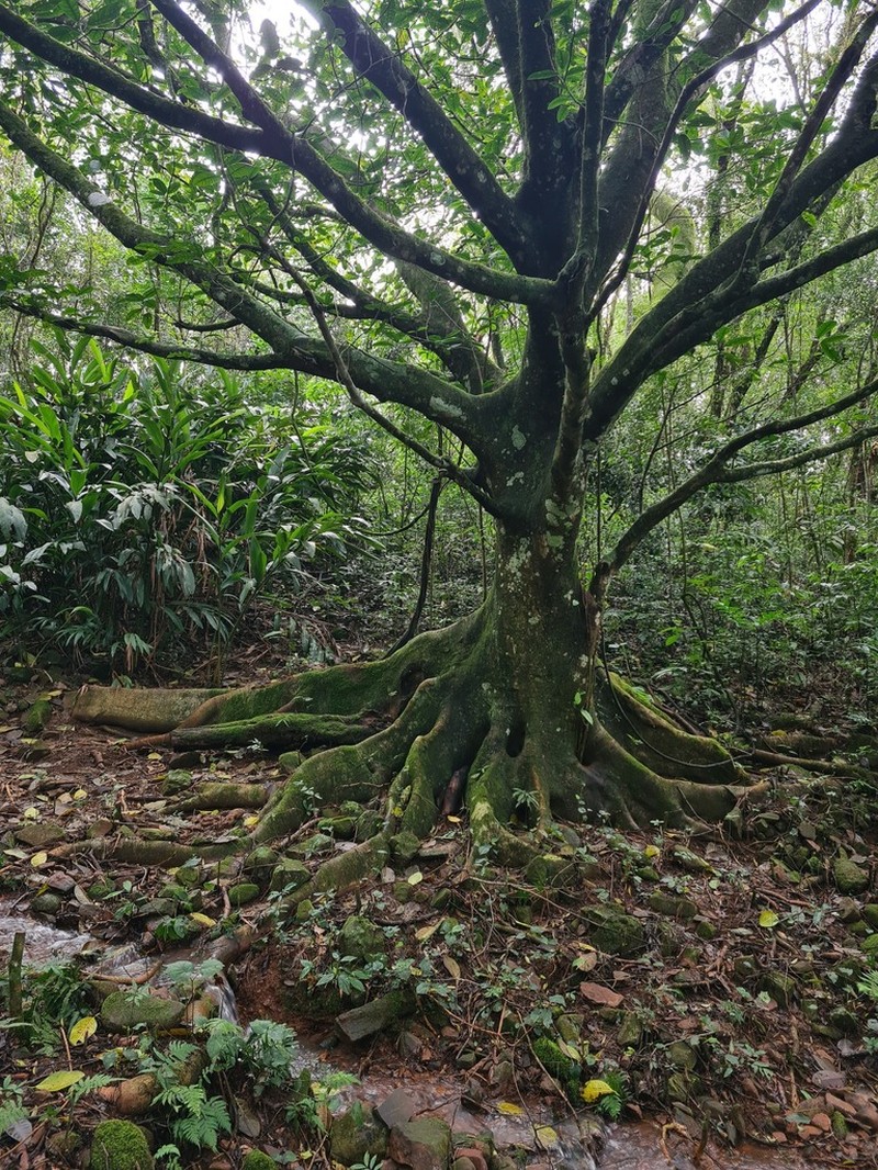 Ficus cestrifolia photo 6