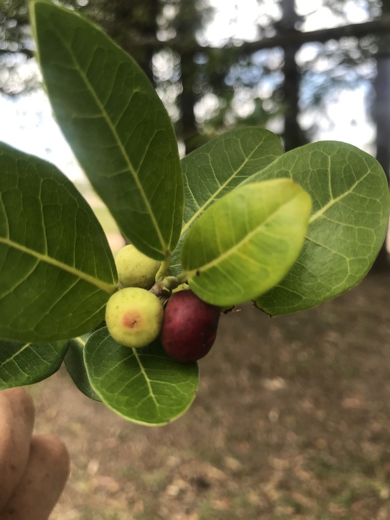 Ficus cestrifolia photo 7