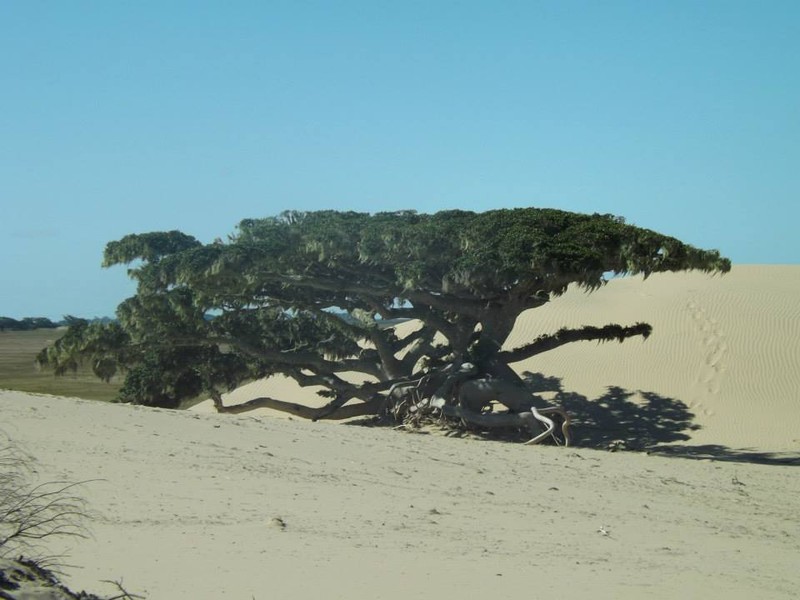 Ficus cestrifolia photo 8
