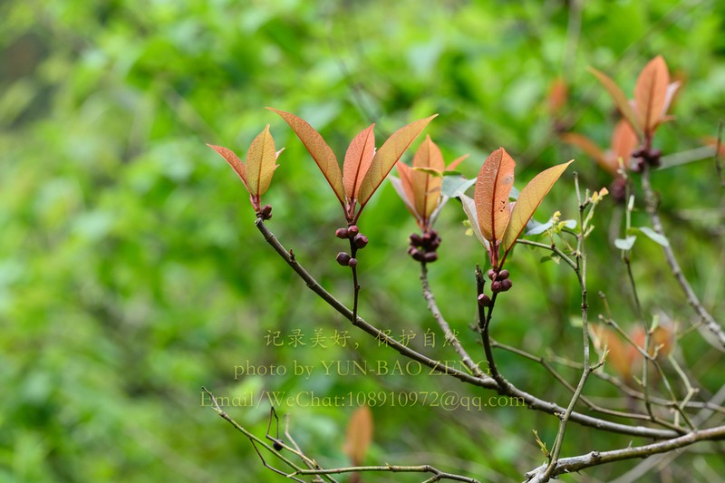 Ficus chapaensis