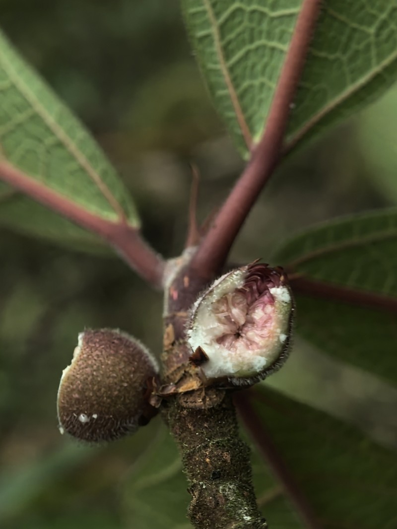 Ficus chapaensis photo 2