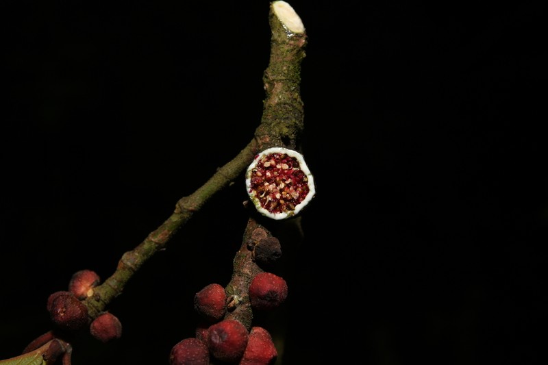 Ficus chapaensis photo 3