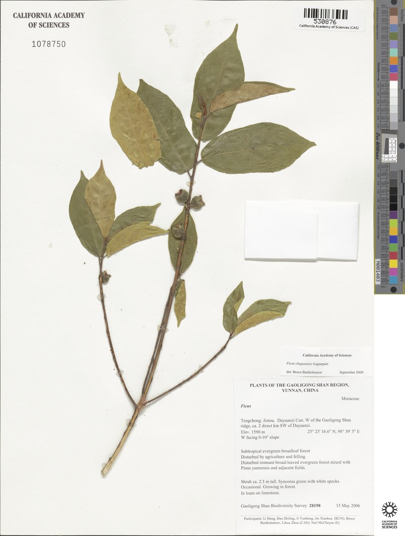 Ficus chapaensis photo 4