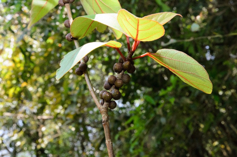 Ficus chapaensis photo 5