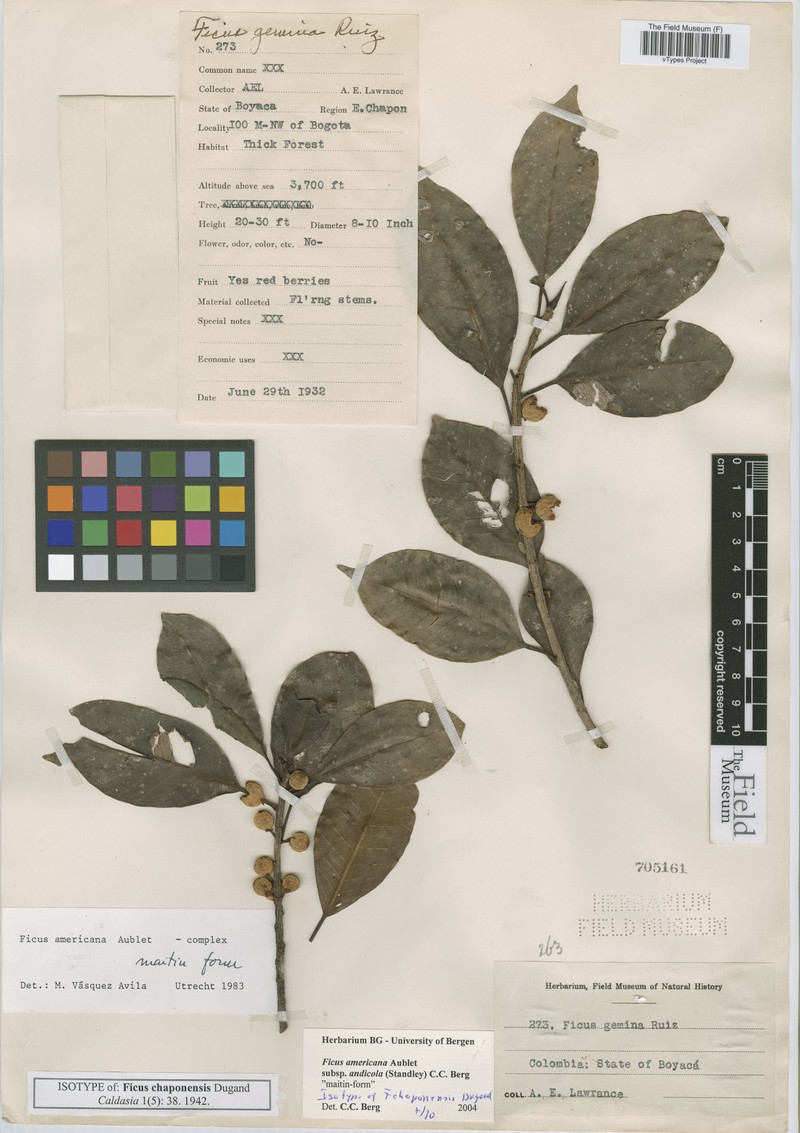 Ficus chaponensis