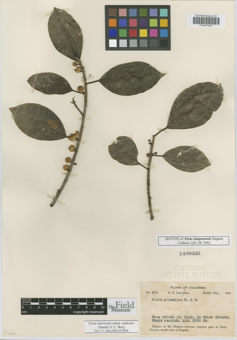 Ficus chaponensis photo 2
