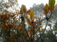 Ficus chartacea