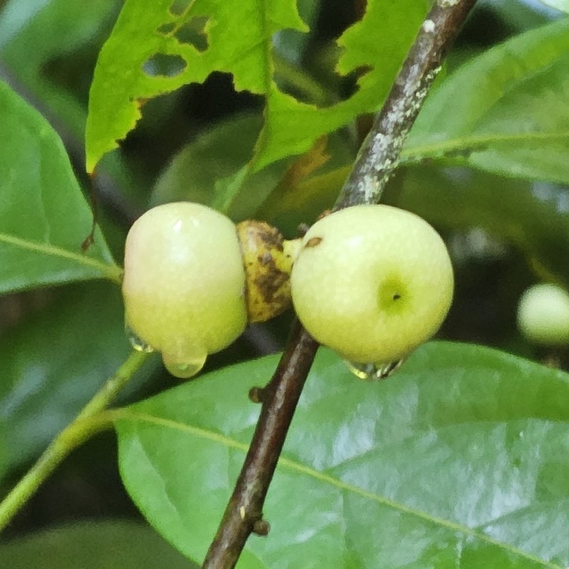 Ficus chartacea photo 2
