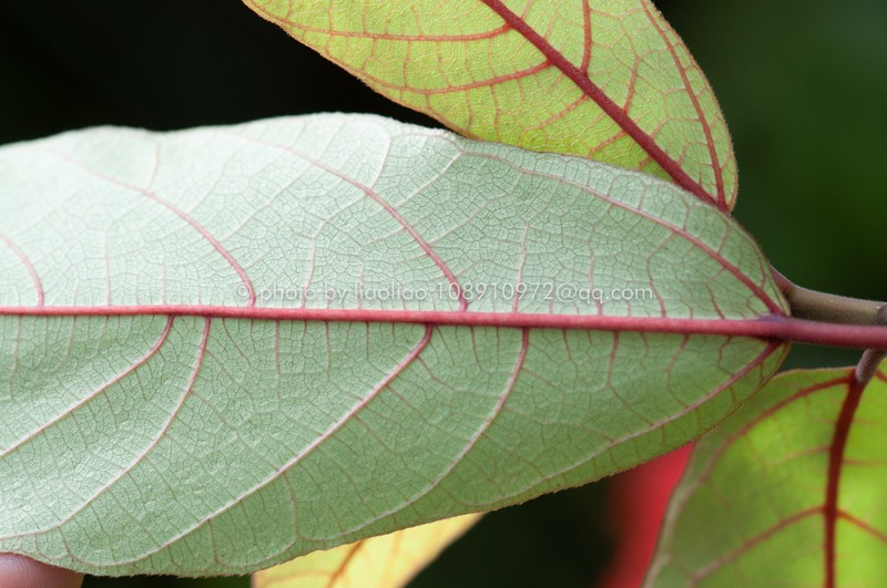 Ficus chartacea photo 3