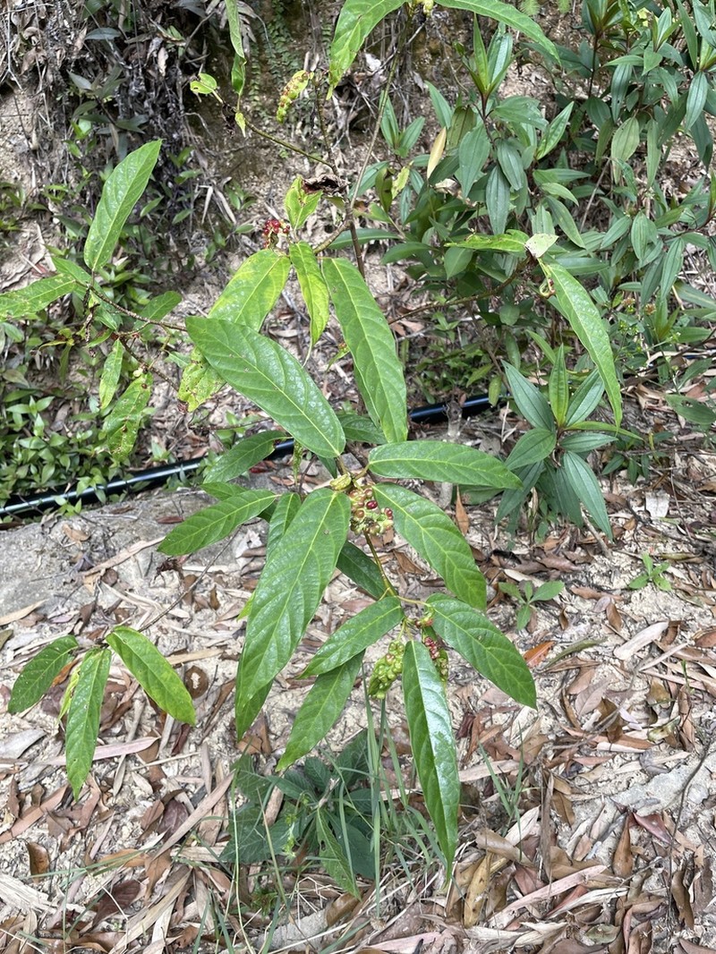 Ficus chartacea photo 4