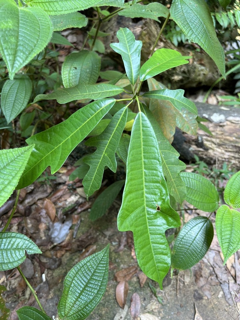 Ficus chartacea photo 5