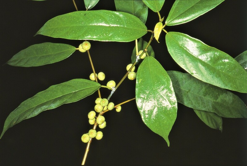 Ficus chartacea photo 6