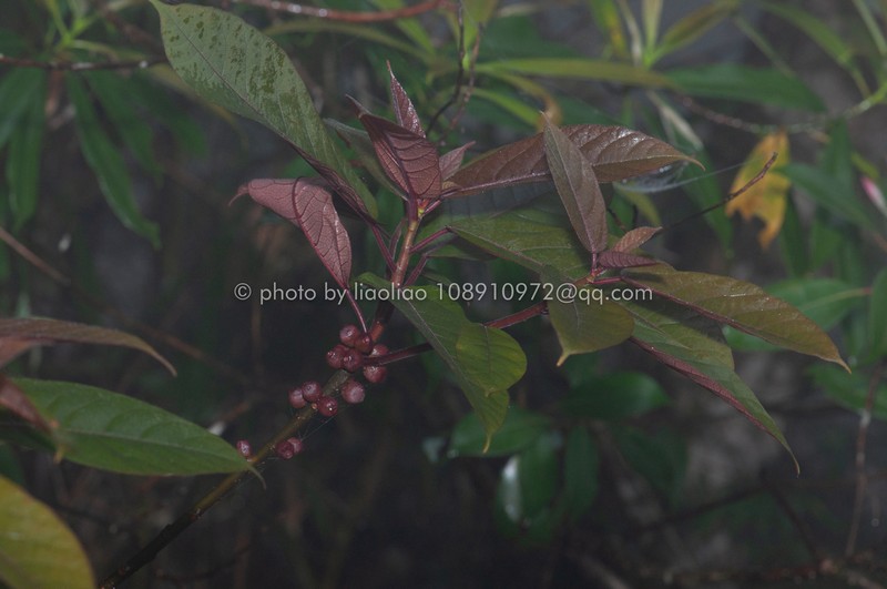 Ficus chartacea photo 7