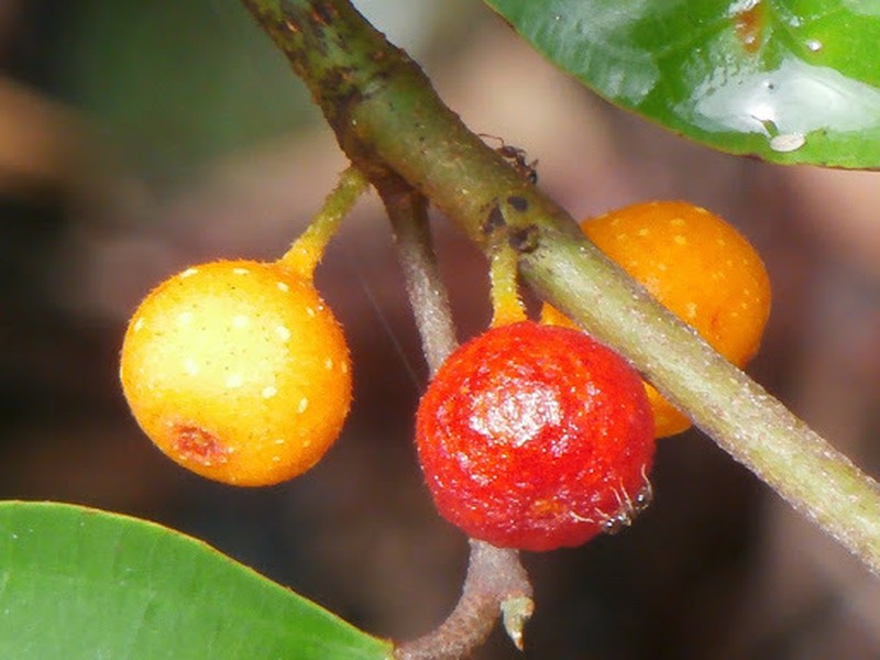 Ficus chartacea photo 8