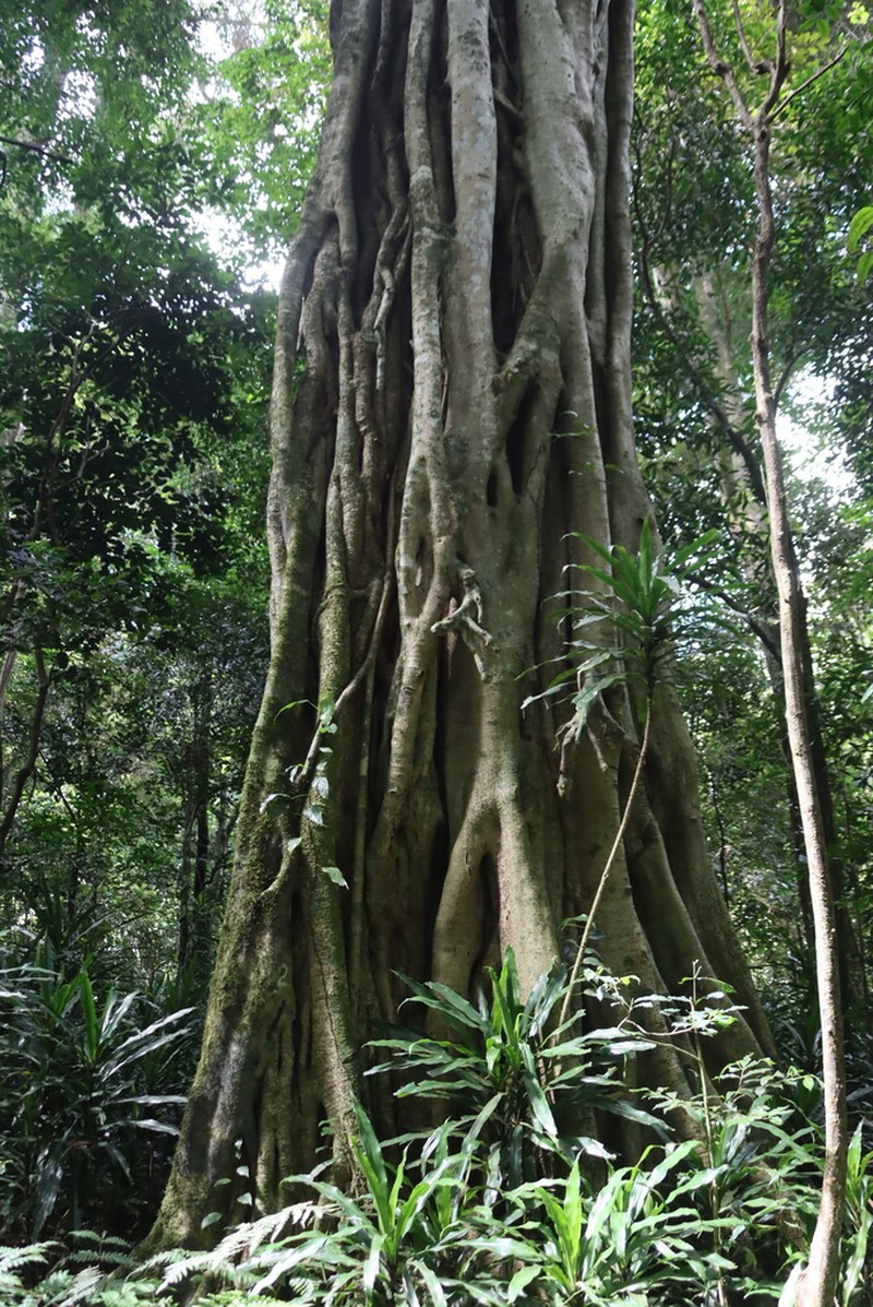 Ficus chirindensis