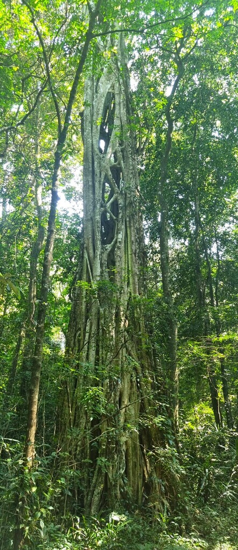 Ficus chirindensis photo 2