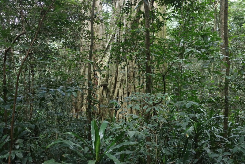 Ficus chirindensis photo 3