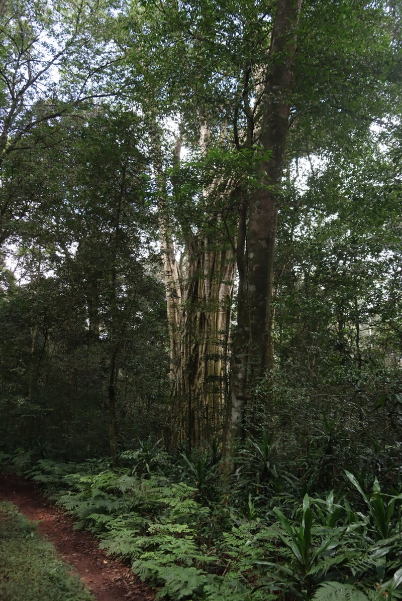 Ficus chirindensis photo 4