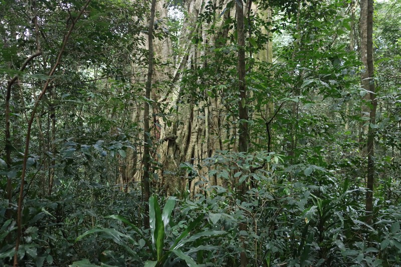 Ficus chirindensis photo 7