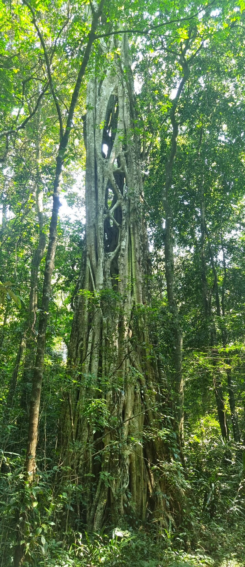 Ficus chirindensis photo 8