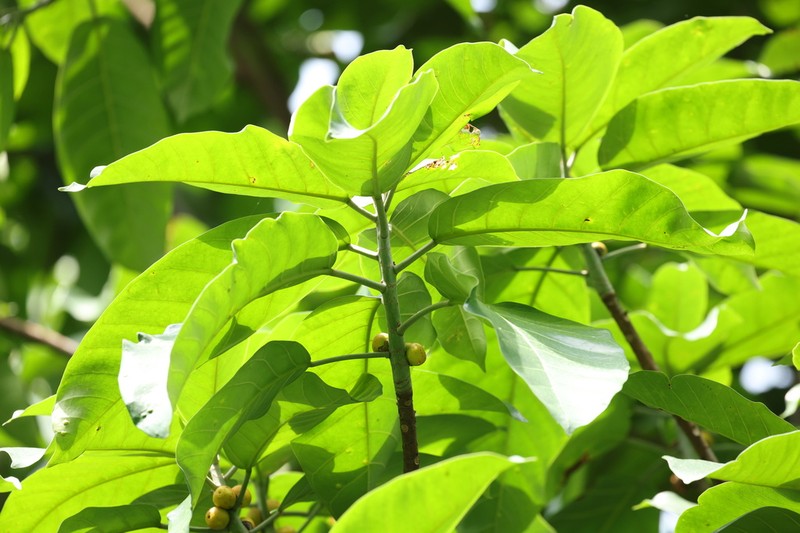 Ficus chlamydocarpa photo 2