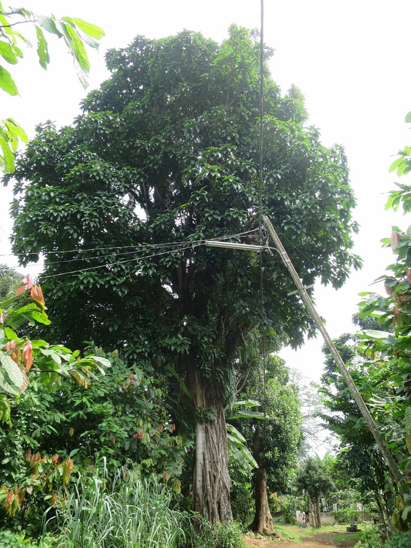 Ficus chlamydocarpa photo 5