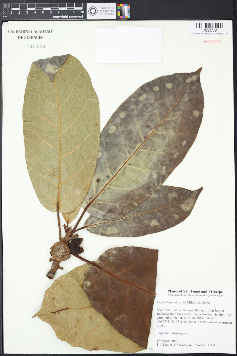 Ficus chlamydocarpa photo 8
