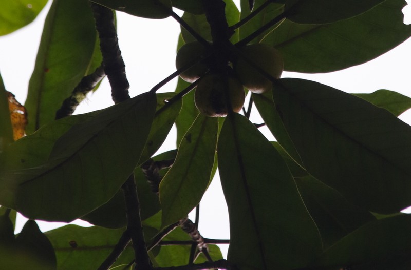 Ficus chlamydocarpa subsp. fernandesiana