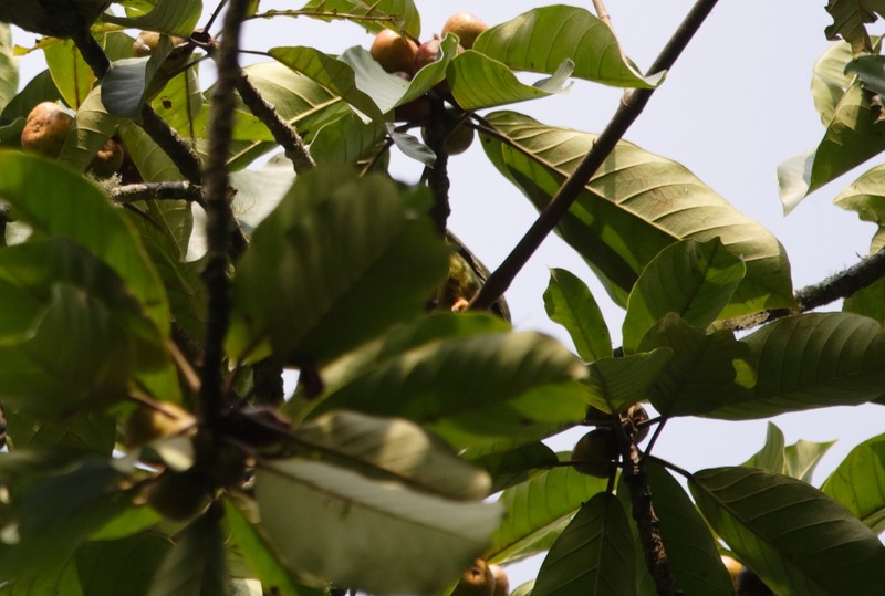 Ficus chlamydocarpa subsp. fernandesiana photo 2