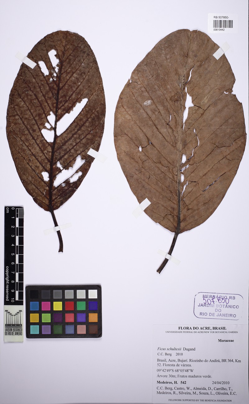 Ficus christianii
