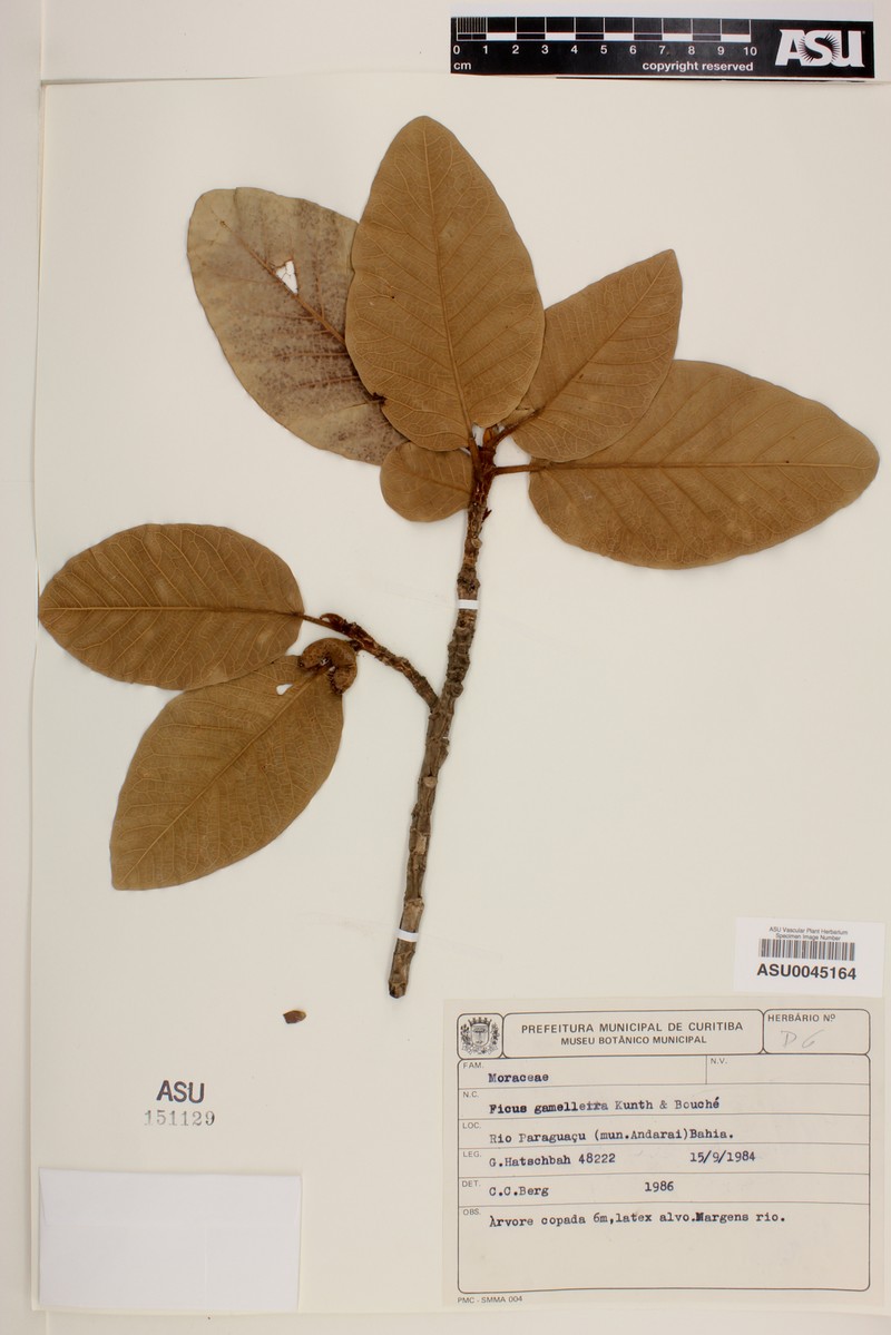 Ficus christianii photo 2