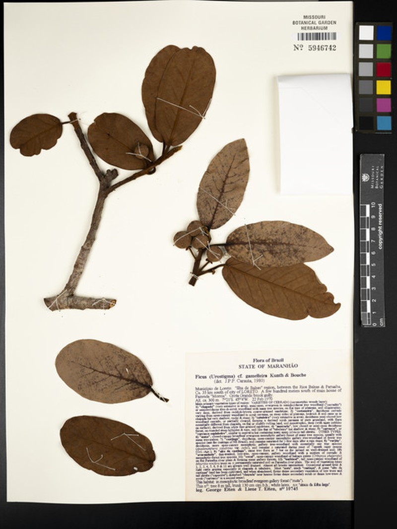 Ficus christianii photo 4