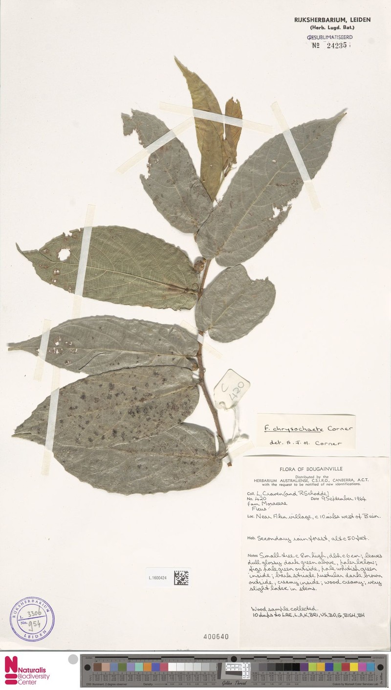 Ficus chrysochaete