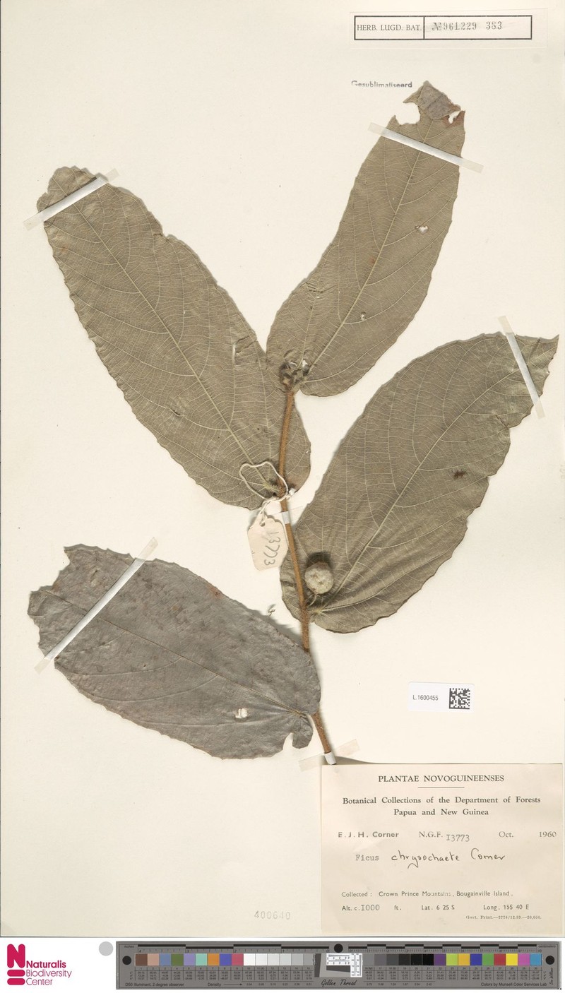 Ficus chrysochaete photo 2