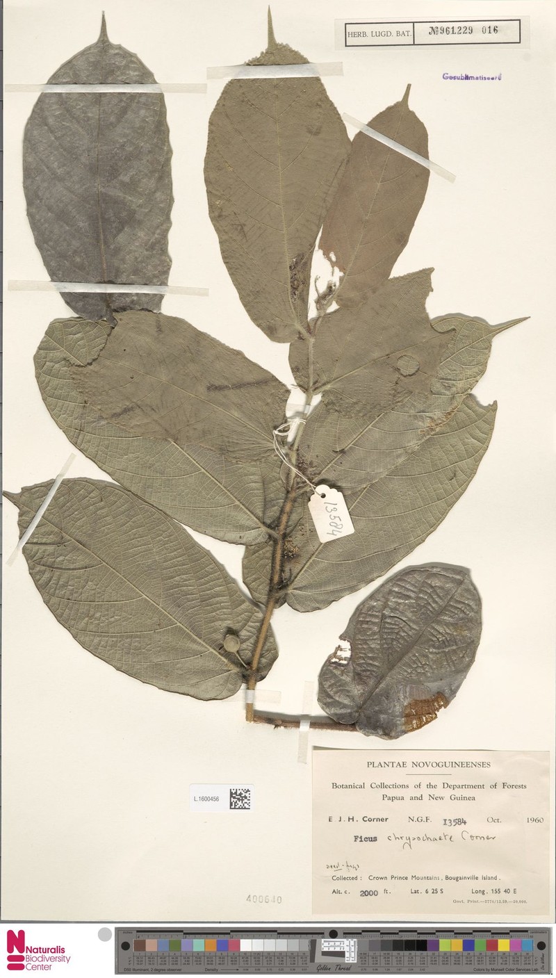 Ficus chrysochaete photo 3