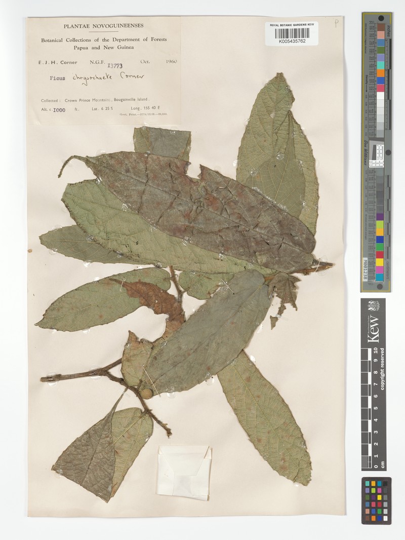 Ficus chrysochaete photo 4