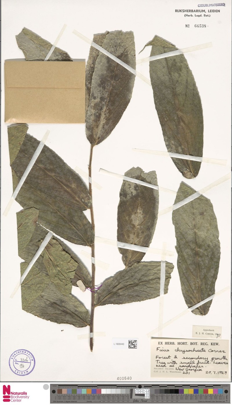 Ficus chrysochaete photo 5